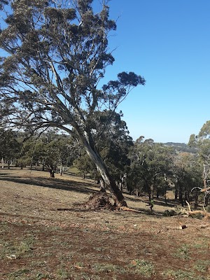 Hutchy's Tree Lopping photo 2