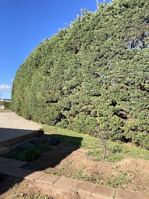 Hutchy's Tree Lopping project 4