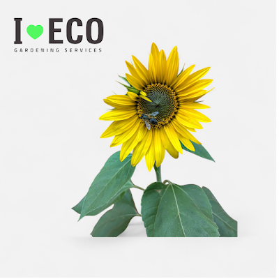 I LOVE ECO photo 1