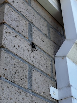 InsectoKill Pest Control photo 3