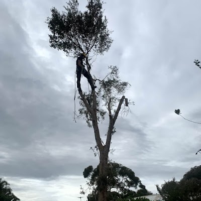 J & B Tree Service - Tree and Stump Removal Adelaide photo 2