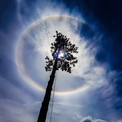 J & B Tree Service - Tree and Stump Removal Adelaide