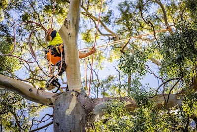 Jacob's Ladder Tree Service photo 2