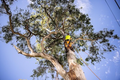 Jacob's Ladder Tree Service project 5