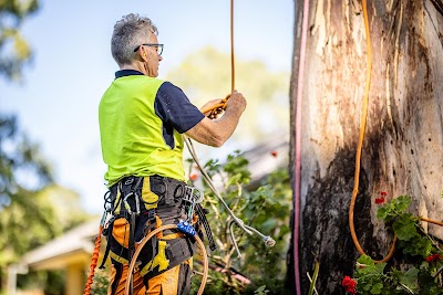 Jacob's Ladder Tree Service