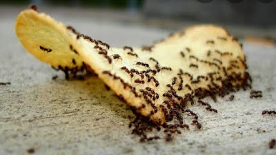 JUGGERNAUT PEST CONTROL photo 2