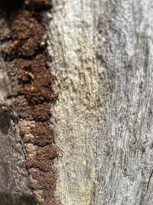 JUGGERNAUT PEST CONTROL project 4