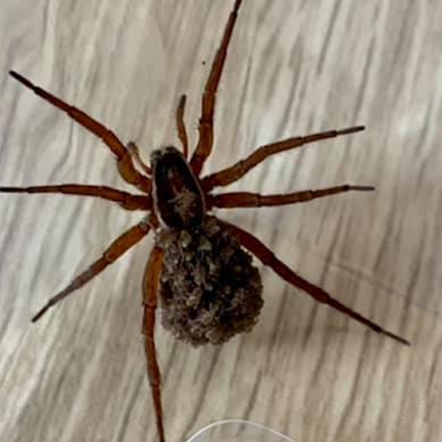 JUGGERNAUT PEST CONTROL project 5