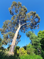 Kambium Arboricultural Services