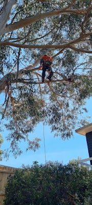 KC Treecare project 6