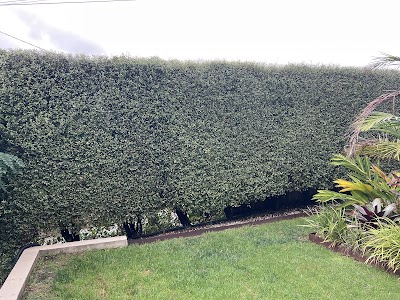 Lawn Link (Division of Augusta) work 2