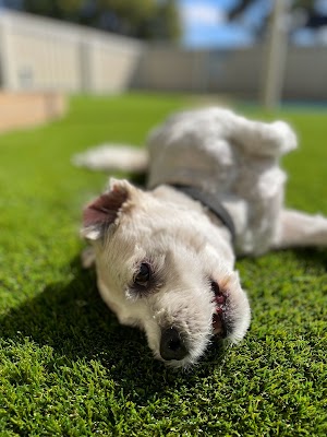 Limestone Coast Turf work 4
