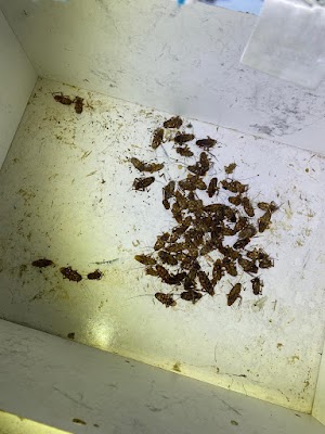 Masters Pest Control Sydney | Penrith work 2