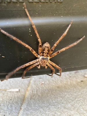 Masters Pest Control Sydney | Penrith work 3