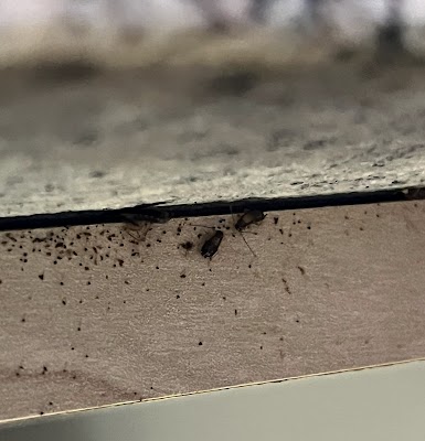 Masters Pest Control Sydney | Penrith work 4