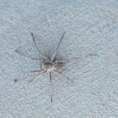 Mates Rates Pest Control work 4