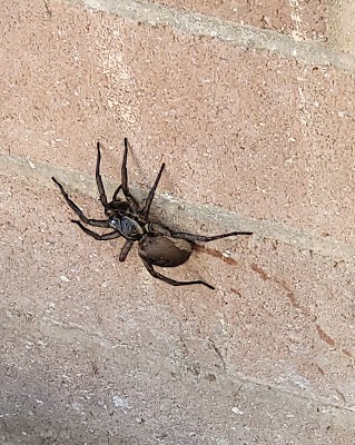 Mates Rates Pest Control project 5