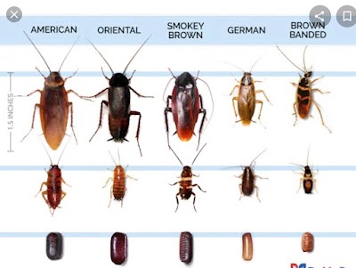 Mates Rates Pest Control project 6