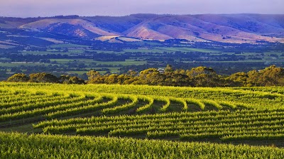 McLaren Vale Irrigation – Irrigear