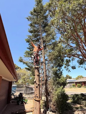 MD Tree Work project 5