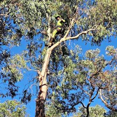 MD Tree Work project 6