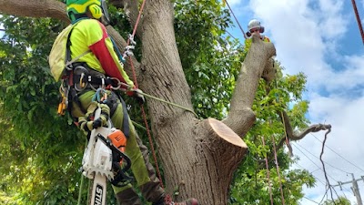 MD Tree Work photo 1