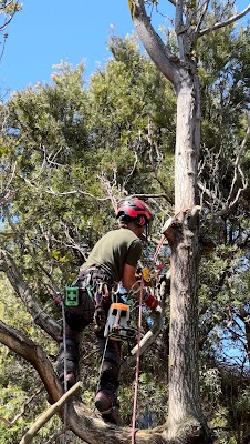 Melbourne Tree Specialists Pty. Ltd. photo 3