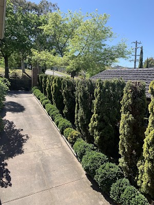 Melbourne Tree Specialists Pty. Ltd. project 6