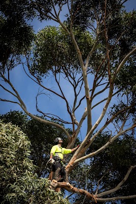 Melbourne Tree Specialists Pty. Ltd. photo 1