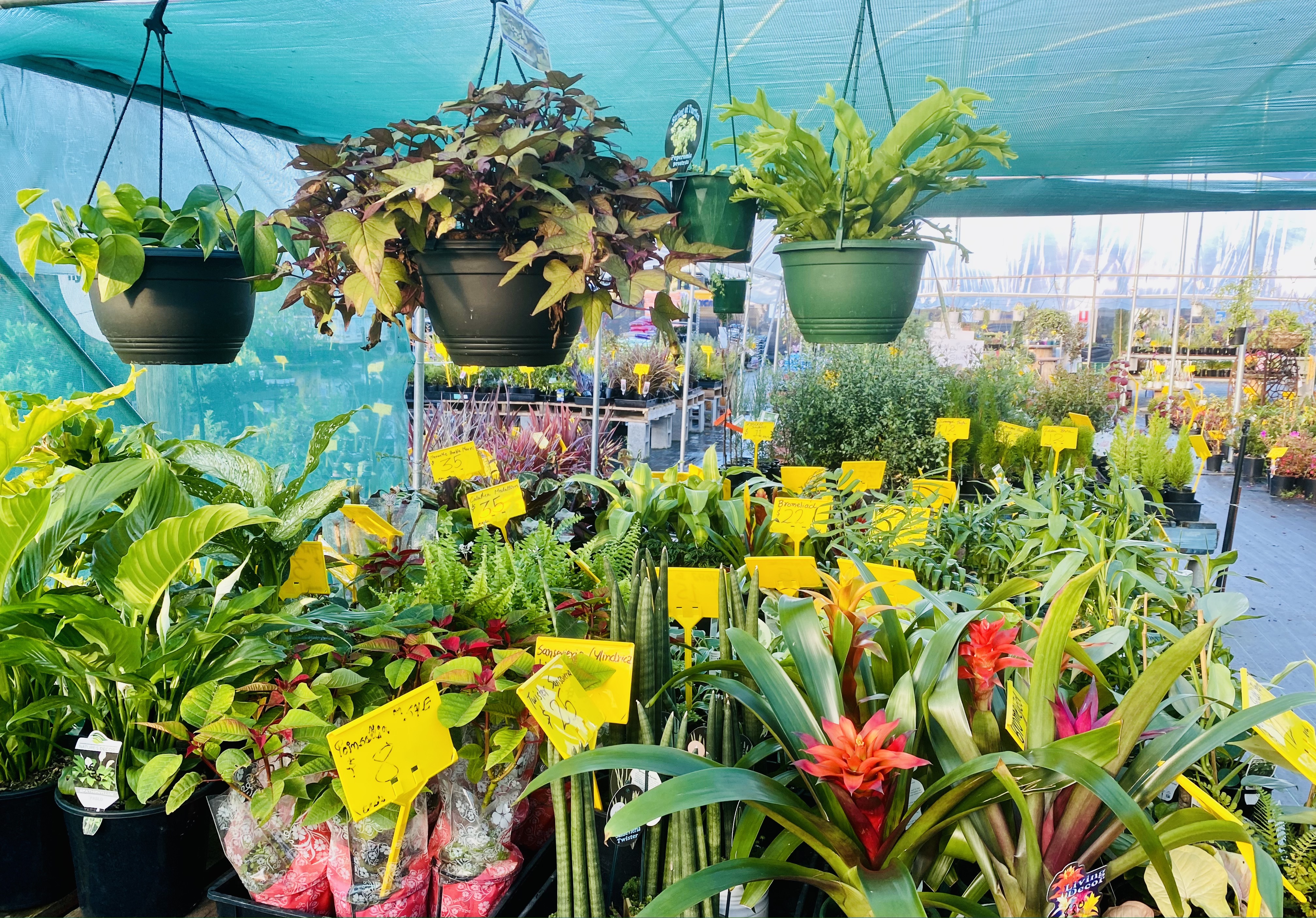 Mr Singh services(Nursery & landscape services)
