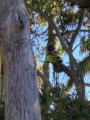MTS Tree Service project 4