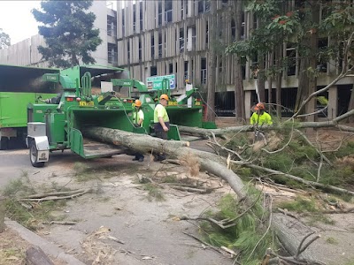 MTS Tree Service project 5