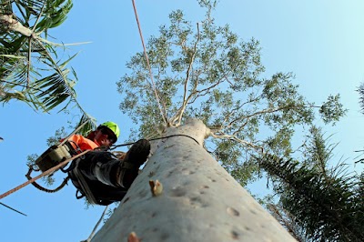MTS Tree Service project 6