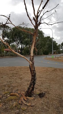 Murray Pest Control - Adelaide work 2