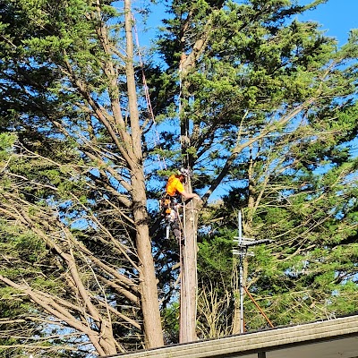 Mystic Tree Services photo 2