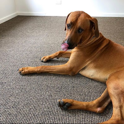 Natural Floorcovering Centre photo 2