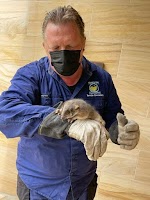 Noah's Ark Pest Control - Termite Treatment and Inspection Services