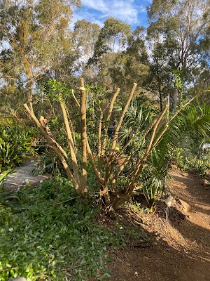 Oran park lawn and gardening services project 6