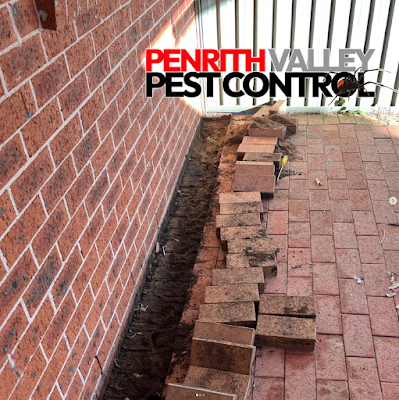 Penrith Valley Pest Control project 6
