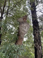 PestFree Nests | Ants | Bees Control Glen Waverley | Spider Control | Wasps Control | Brighton | Exterminator