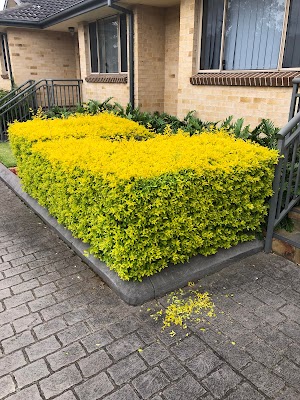 Pichor‘s Gardening work 4