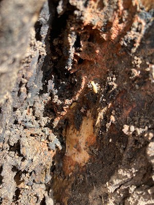 Pioneer Pest Control P/L work 3