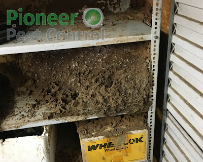 Pioneer Pest Control P/L work 4