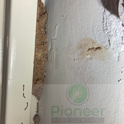 Pioneer Pest Control P/L project 6