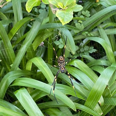 Pioneer Pest Control P/L