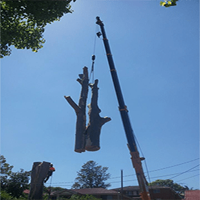 Plumb Trees