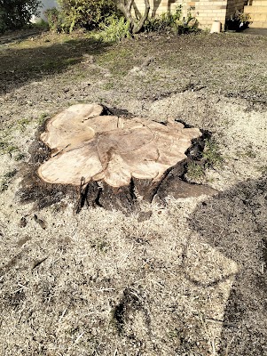 Practical Tree Solutions photo 2