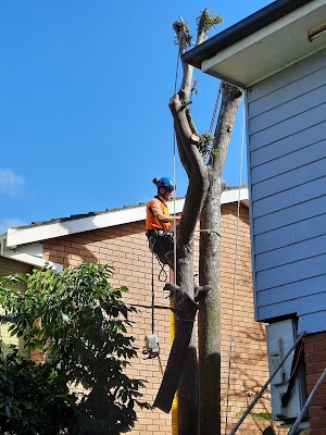 Practical Tree Solutions project 4