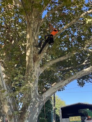 Practical Tree Solutions project 6