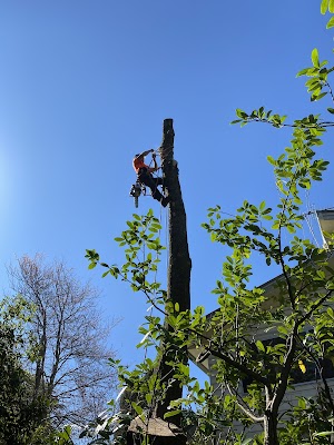 Practical Tree Solutions